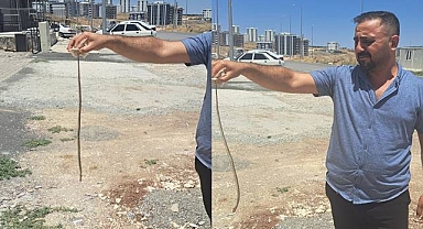 Urfa'da Bu Mahallenin Başı Yılanlar İle Dertte