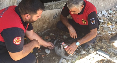 Haliliye'de Yangın! Dumandan Etkilenen Kediye İtfaiye Ekipleri Yetişti