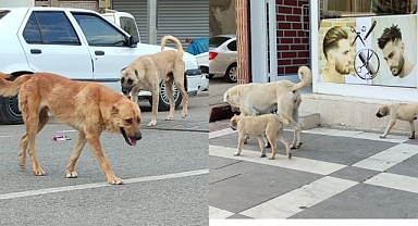 Hilvan'da Sokak Köpekleri Sorunu Ne Zaman Çözülecek?