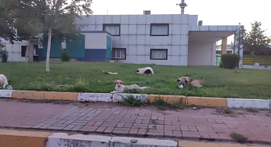 Şanlıurfa Şıracılar Pazarı, Sokak Köpeklerine Teslim Oldu