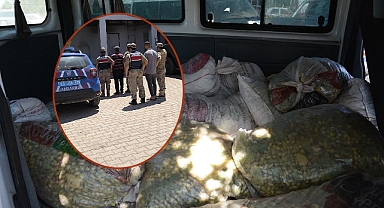 Şanlıurfa'da Fıstık Hırsızları Suçüstü Yakalandı!
