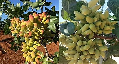 Şanlıurfa’da Fıstık Kaç TL’den Satıldı?