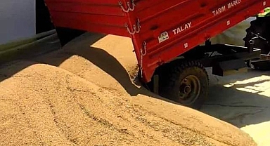Buğday Fiyatları Yükselişe Geçti! İşte Yeni Fiyatlar