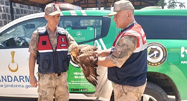 Hilvan’da Yaralı Halde Bulunan Kızıl Şahin Koruma Altına Alındı