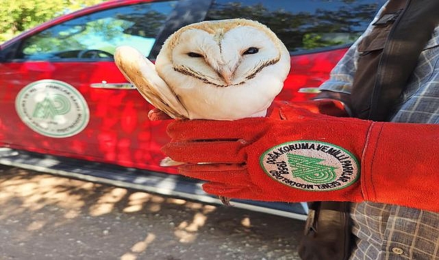 Hilvan'da Yaralı Peçeli Baykuş Bulundu