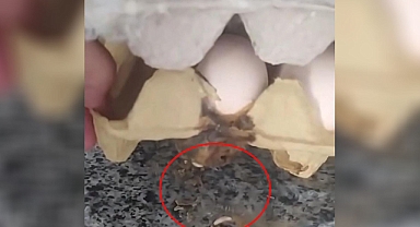 Şanlıurfa’da Mide Bulandıran Olay!