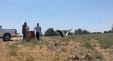Tedavi Edilen 3 Leylek Doğal Yaşama Salındı