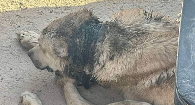 Sokak Hayvanları Acı Çekiyor