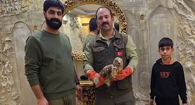 Urfa'da Bitkin Halde Bulunan Kızıl Şahin Tedaviye Alındı