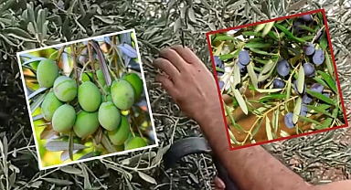 Şanlıurfa'da Zeytin Hasadı Başladı