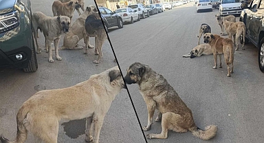 Viranşehir'de Sokak Köpekleri Sorunu Devam Ediyor! Belediye Neden Sessiz?