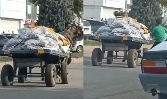 Şanlıurfa'da Ata Şiddet Uygulayan Kişiye Ceza