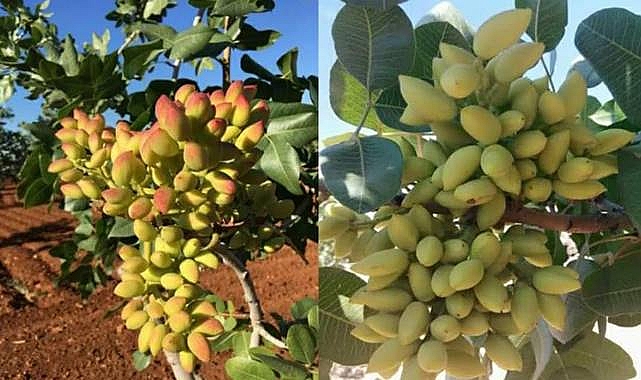 Şanlıurfa’da Fıstık Fiyatları Güncellendi!