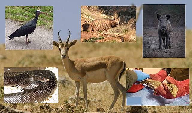 Şanlıurfa'da Yaşayan Yabani Hayvan Türleri