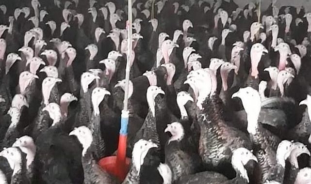 Türk Hindi Üreticileri Global Pazarın Yükselen Yıldızı