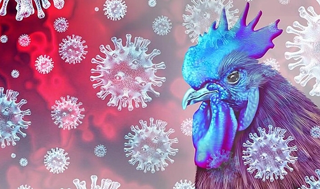 Şanlıurfa Bozova’da Kuş Gribi Önlemi Satışlara Geçici Yasak!