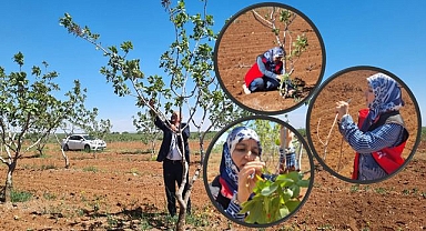 Şanlıurfa'da Fıstık Bahçesinde Zararlı ve Hastalık Kontrolü Yapıldı