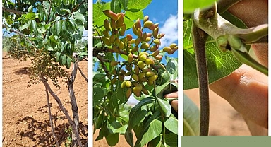 Şanlıurfa’da Fıstık ve Zeytin Bahçelerinde Başarılı Müdahale