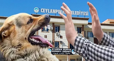 Ceylanpınar Belediyesi Ne İş Yapıyor? Mahallede Sokak Köpeği Terörü Devam Ediyor