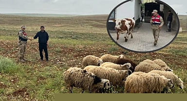 Şanlıurfa'da 26 Kaybolan Hayvan, Jandarma Çalışmalarıyla Bulundu