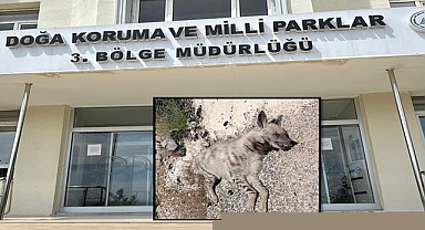 Şanlıurfa'da Nesli Tükenme Tehlikesindeki Çizgili Sırtlan Ölü Bulundu