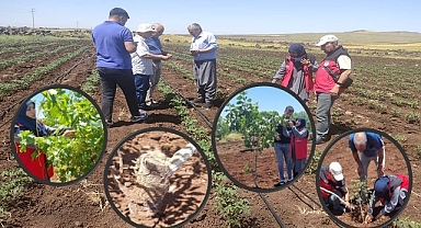 Siverek’te Tarım Arazilerinde Denetim ve Bilgilendirme Çalışması