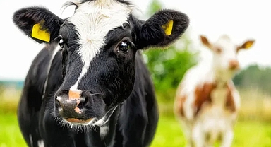 Tarım Bakanlığı’ndan Çiftçiye 3,3 Milyar TL Destek Ödemesi!
