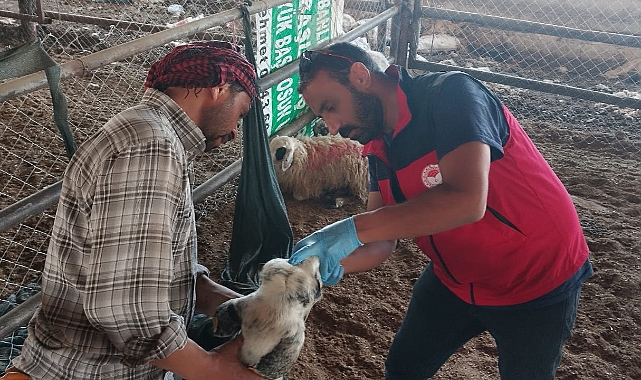 Kurban Bayramı Öncesi Şanlıurfa’da Kurban Pazarlarına Yakın Takip