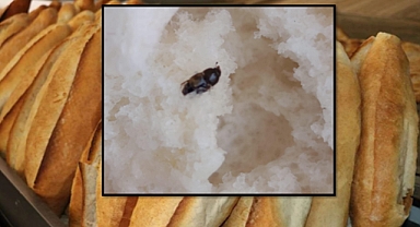 Şanlıurfa Harran’da Ekmekte Hijyen Skandalı! Hamam Böceği Tepki Çekti