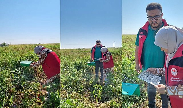 Şanlıurfa İl Tarım Müdürlüğü Haliliye’de Domates Zararlısına Karşı Yoğun Mücadele Yürütüyor