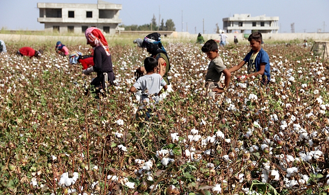 Şanlıurfa’da 2025 Pamuk ve Mısır Hasat Ücretleri Netleşti!