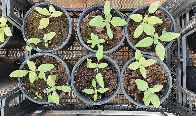 Şanlıurfa Büyükşehir Belediyesi, Ekolojik Sürdürülebilirlik İçin Çalışmalarını Sürdürüyor