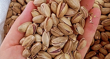 Şanlıurfa’da Fıstık Fiyatları Açıklandı! Kırmızı Kabuklu ve Boz Kavlak Zamlandı