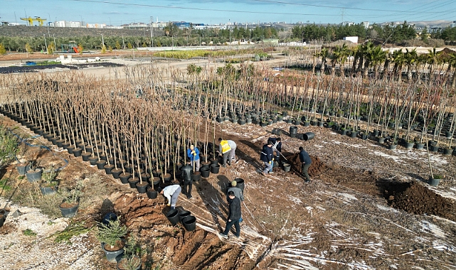 Şanlıurfa Büyükşehir’den Yeşil Bir Urfa Hamlesi! Ağaç ve Bitki Dikimleri Hızlandı