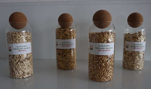 Şanlıurfa’da Ata Tohumları Çiftçilerle Buluşuyor! İşte Detayları