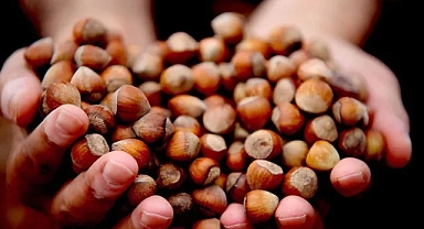 Karadeniz Fındığı 6 Ayda 1,17 Milyar Dolara İhraç Edildi