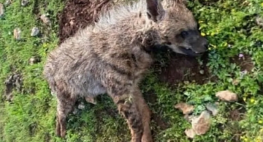 Şanlıurfa’da Nesli Tehlikedeki Olan 1 Çizgili Sırtlan Daha Telef Oldu!